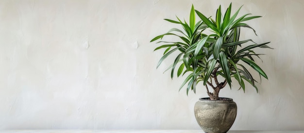 Dracaena plant in a weathered pot on a white backdrop