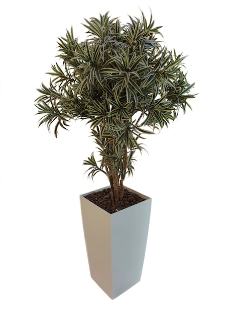 Dracaena reflexa в большом цветочном горшке на белом фоне вырезки