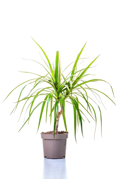 Dracaena. Sier groene plant voor interieur gekweekt in een pot, geïsoleerd op een witte achtergrond. Detailopname.