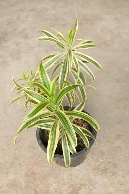 Foto dracaena sonderiana zilveren of lintplant heilige boom voor het planten in het huis