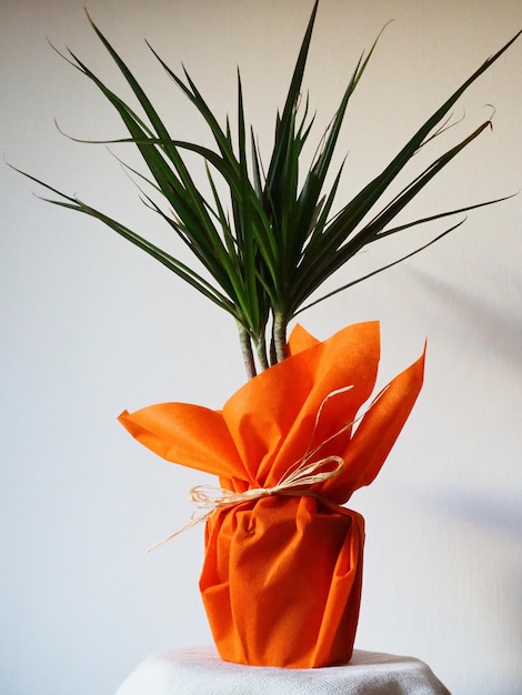 Dracaena tropische plant als interieurartikel Een geschenk in oranje inpakpapier op een tafel met een wit servet Witte achtergrond Dracaena of Dracaenaceae