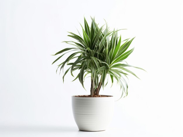 Dracena Marginata or Dragon Tree Plant pot