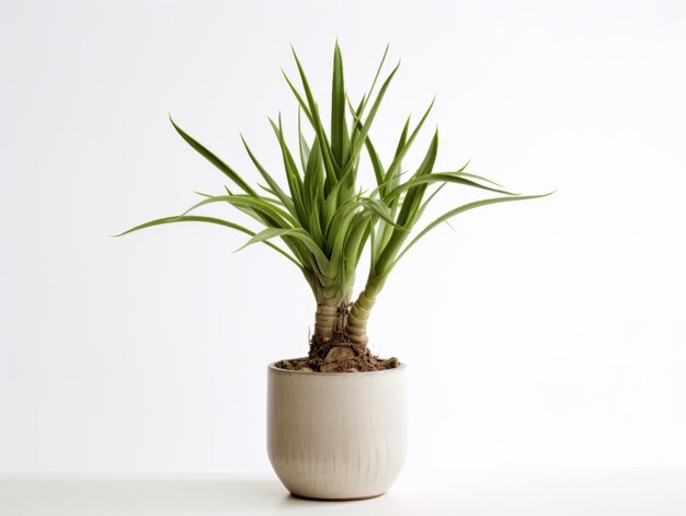 Dracena Marginata or Dragon Tree Plant pot