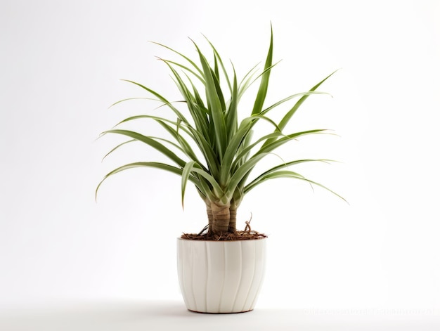 Dracena Marginata or Dragon Tree Plant pot