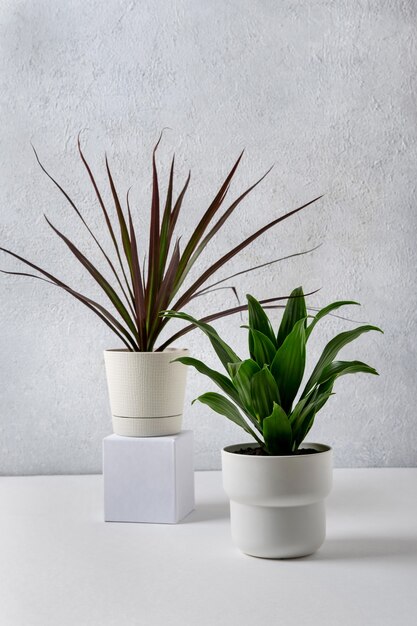 Dracena marginata en Dracaena compacta een potplanten in een witte potten op een grijze achtergrond. Huis en tuinconcept.