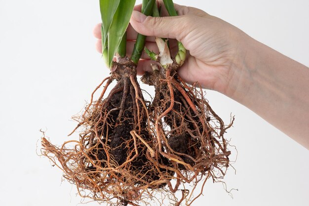 Dracena Sandera wortel in de hand op witte achtergrond