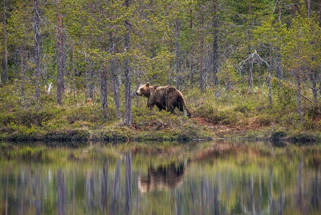 Dragen in de buurt van een bosmeer met reflectie op de achtergrond van een prachtig bos