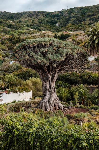 Photo drago milenario, the canary islands dragon tree