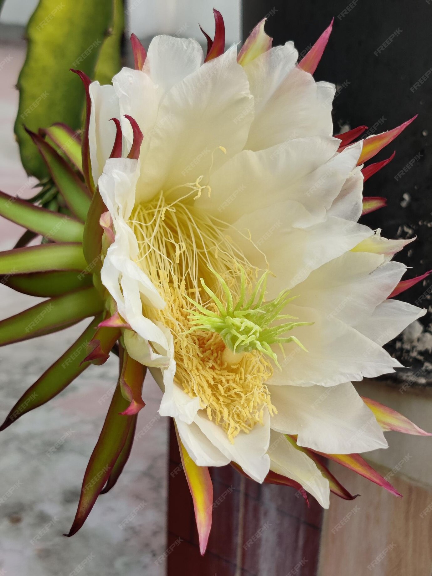 Premium Photo Dragon Flower On The Dragon Fruit Tree Waiting For The premium-photo-dragon-flower-on-the-dragon-fruit-tree-waiting-for-the