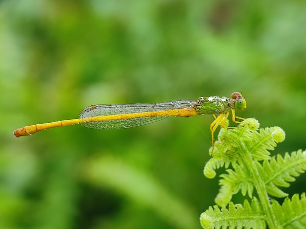 Photo dragon fly on leaf