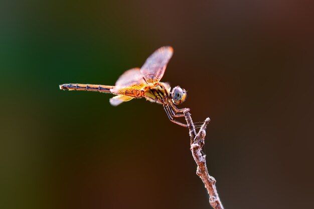 Dragon Fly op natuur achtergrond