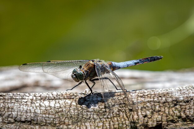 Dragon fly