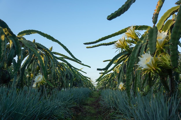 Foto dragon fruit biologische tuin met blauwe lucht