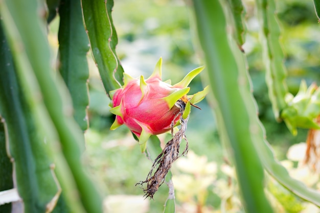 Dragon fruit-bloem op de boom in de tuin