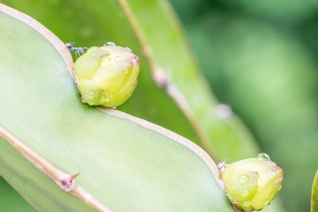 Dragon fruit buds on branches.