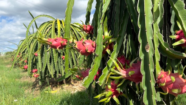 Photo dragon fruit on the dragon fruit pitaya tree harvest in the agriculture farm at asian exotic tropical country pitahaya organic cactus plantation in thailand or vietnam in the summer sunny day