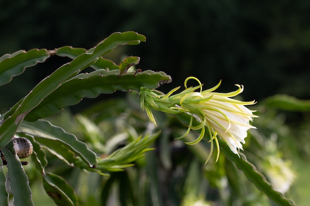 Dragon fruit field or  Landscape of Pitahaya field.