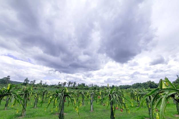 Dragon fruit field or  Landscape of Pitahaya field.