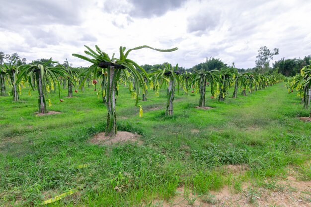 Giacimento della frutta del drago o paesaggio del campo di pitahaya.