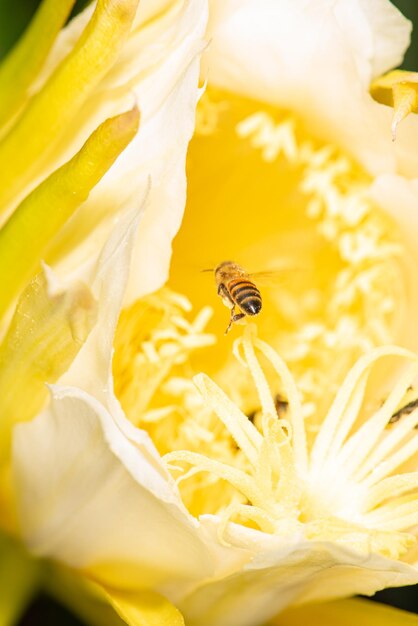 Dragon fruit flower bees pollinating the beautiful pitahia flowers in brazil summer selective focus