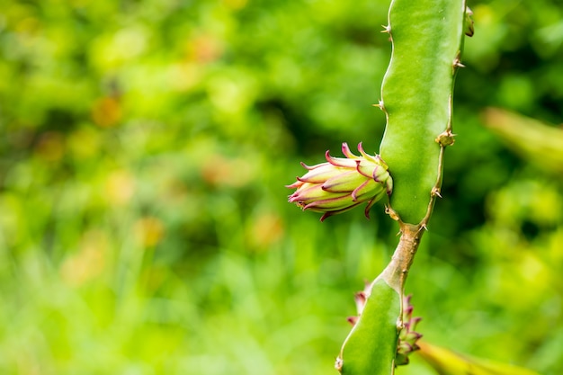 Dragon Fruit Flower blooming