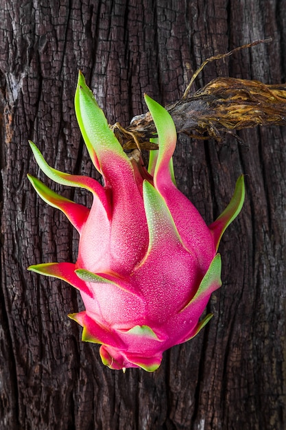 Photo dragon fruit fresh from the tree