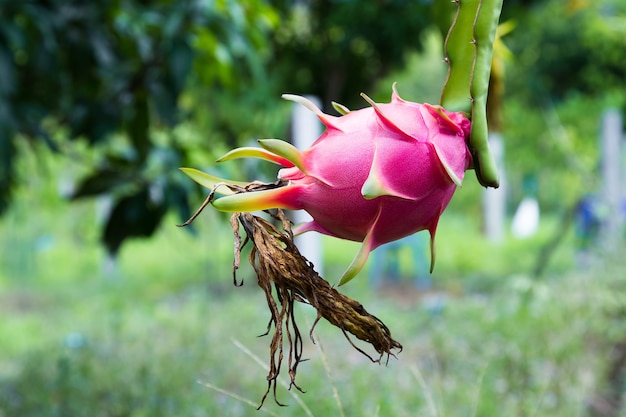 Dragon fruit is on the tree