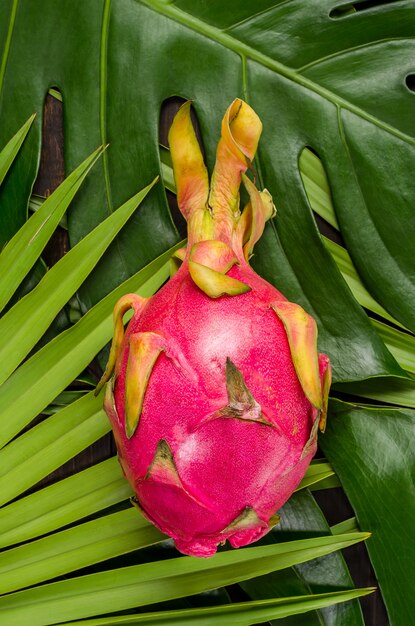 Dragon fruit on the leaves of palm and monster. 