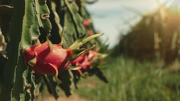 Dragon fruit op de dragon fruit pitaya boom oogst in de landbouw boerderij op aziatisch exotisch tropisch land pitahaya biologische cactus plantage in thailand of vietnam in de zomer zonnige dag