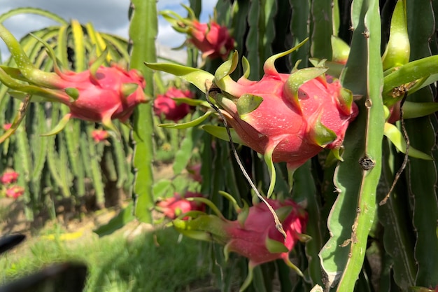 Dragon fruit op de dragon fruit pitaya boom oogst in de landbouw boerderij op aziatisch exotisch tropisch land pitahaya biologische cactus plantage in thailand of vietnam in de zomer zonnige dag