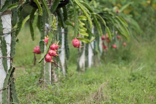 Dragon fruit op plant, Raw Pitaya fruit op boom, Een pitaya of pitahaya is het fruit van verschillende cactus soorten inheems aan Amerika