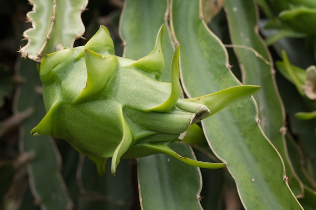 Dragon fruit op plant, raw pitaya fruit op boom, een pitaya of pitahaya is het fruit van verschillende cactus soorten inheems aan amerika