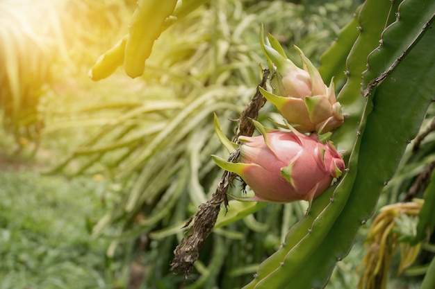 Dragon fruit op plant, Raw Pitaya fruit op boom