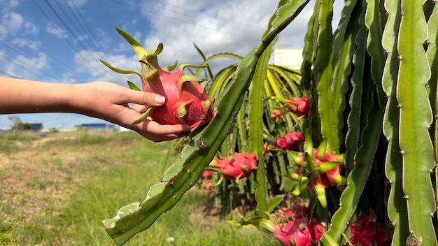 Frutto del drago sulla raccolta dell'albero di pitaya nella fattoria agricola nella piantagione di cactus pitahaya del paese tropicale esotico asiatico in thailandia o vietnam nella giornata di sole estiva in mano all'uomo