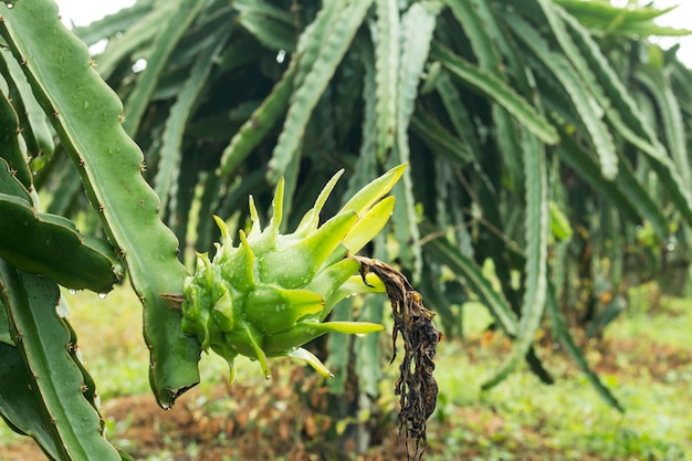 Dragon fruit on plant in farm