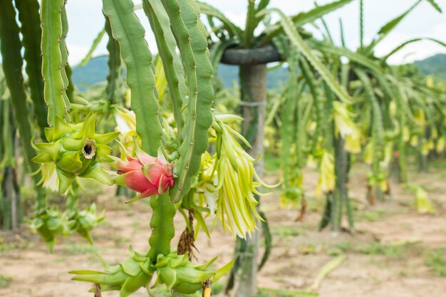 Dragon fruit on plant in farm.