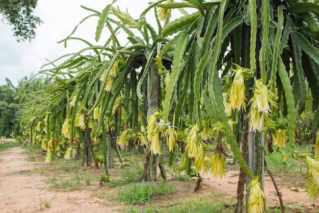 Dragon fruit on plant in farm.