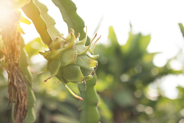 Dragon fruit on plant, Raw Pitaya fruit on tree, A pitaya or pitahaya is the fruit of several cactus species indigenous to the Americas