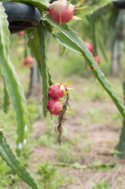 Dragon fruit on plant, Raw Pitaya fruit on tree, A pitaya or pitahaya is the fruit of several cactus species indigenous to the Americas