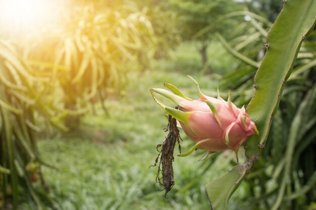 Dragon fruit on plant, Raw Pitaya fruit on tree.