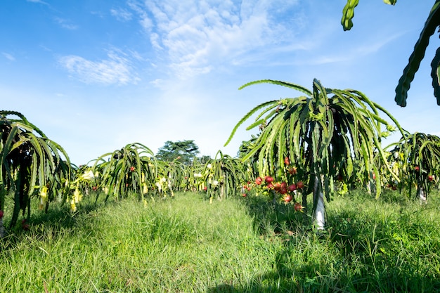 Dragon fruit on plant, raw pitaya fruit on tree