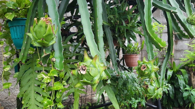 Dragon fruit that is still young and green
