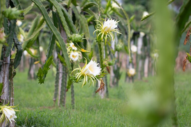 Dragon fruit veld of landschap van Pitahaya veld.