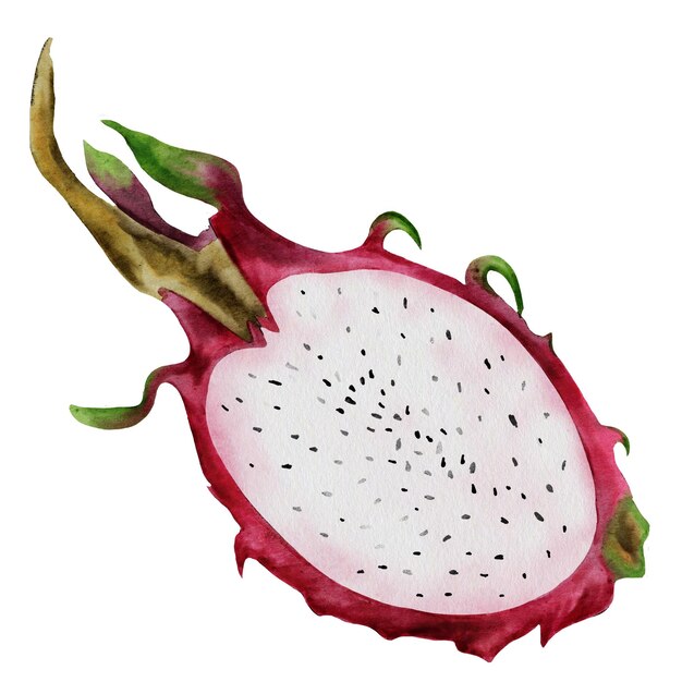 Dragon fruit watercolor illustration pitahaya cactus fruits sliced in half on an isolated white