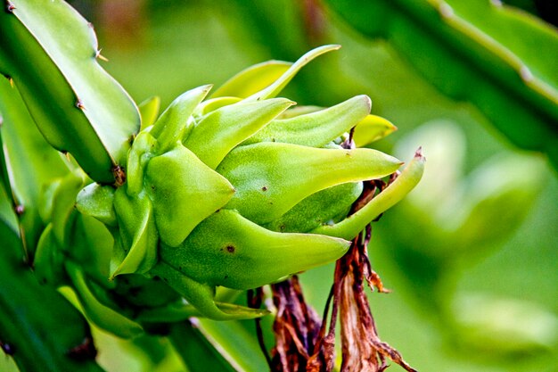 Dragon fruit