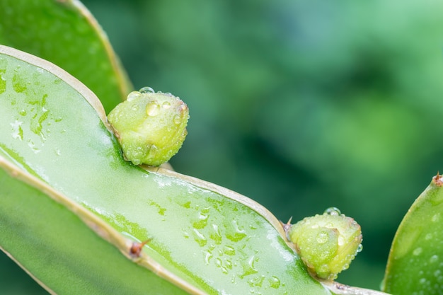 Dragon fruitknoppen op takken