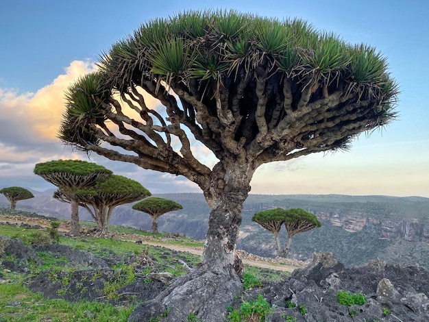 Foto pianta endemica della foresta dell'albero del drago dell'isola di socotra yemen