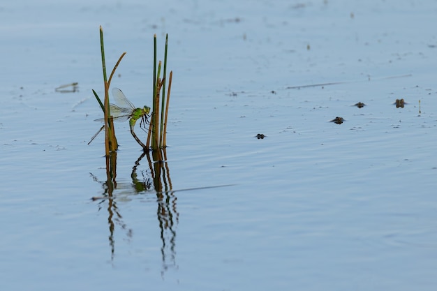 Dragonflies and frogs in a pond.