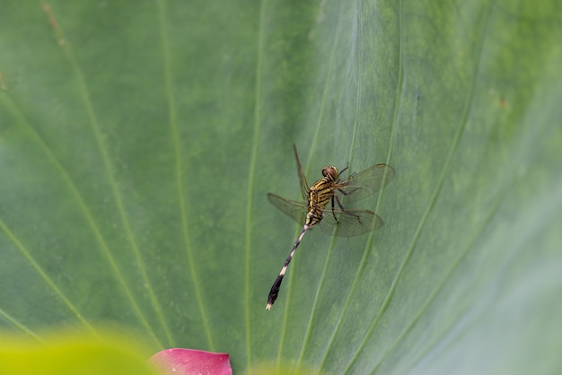 Dragonflies on green lotus leaves