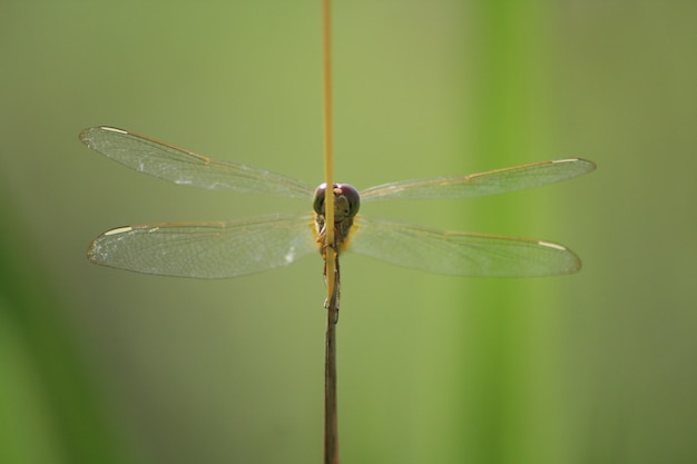 Photo dragonflies perched on the grass